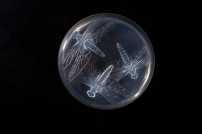 an image of a close up of a glass plate with a dragonfly design on it