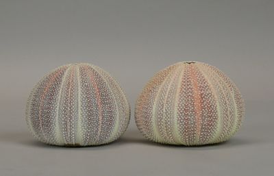 two sea urns that are sitting on a table