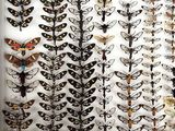 many different kinds of moths on display in a glass case