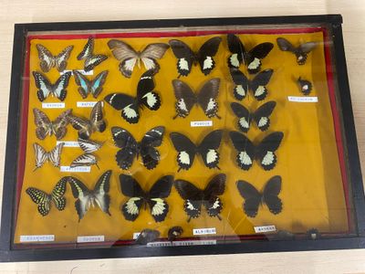 a lot of butterflies that are on display in a glass case