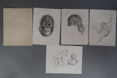 dessins d'un singe, d'un singe, d'un singe, d'un singe, d'un singe, d'un singe, d'un singe, d'un singe, d'un singe, d'un singe,