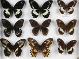 de nombreux types de papillons différents présentés dans une vitrine