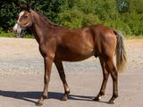 un cheval brun debout au milieu d'une route en gravier