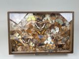 a box with a lot of different butterflies in it