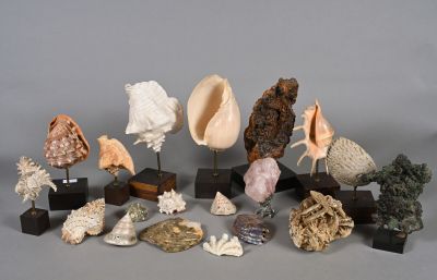 many different types of shells on display on the table
