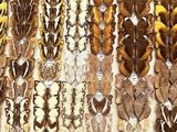 many different types of butterflies displayed in a display case