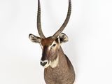 an antelope head mounted on a wall with a white background