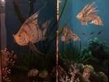 a fish tank with fish and plants in it