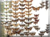 many different kinds of moths displayed in a white frame