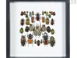 a framed picture of a variety of beetles in various colors