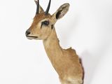 a deer head mounted on a wall with a white background