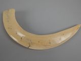a very large horn shaped object on a table
