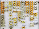 many different types of butterflies displayed in a display case