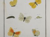 a drawing of butterflies and caters in various stages of life