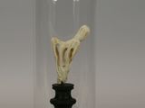 a glass clochet with a bird inside of it