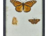 framed picture of a butterfly and a moth in a shadow box