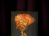 an orange carnation in a glass box on a purple surface