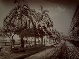 a black and white photo of a street with palm trees