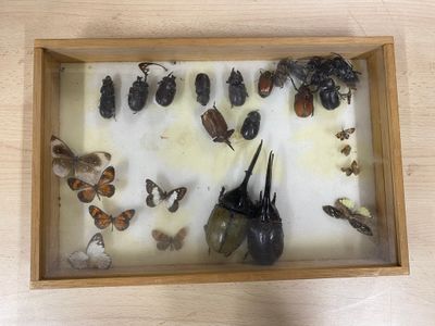 a lot of bugs in a wooden box on a table