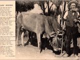 une vieille photo d'un homme debout à côté d'une vache