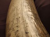a very large horn shaped object on a bed