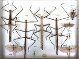 a lot of bugs that are hanging on the wall