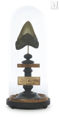 une cloche en verre avec un socle en bois et un socle en bois