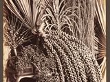 black and white photograph of a bunch of fruit on a table