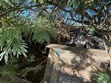 un oiseau perché sur un rocher dans les bois