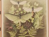 an image of a picture of three dragonflies on a plant