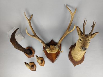 trois têtes de cerf accrochées au mur, dont l'une tient un couteau et l'autre un morceau de bois
