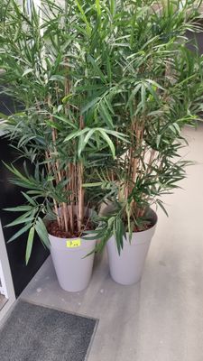 two potted plants that are sitting on the floor