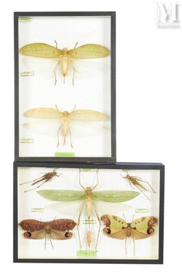 three framed insect specimens of various species in a display case