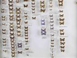 a lot of butterflies on display in a glass case