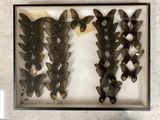a lot of butterflies that are on display in a frame