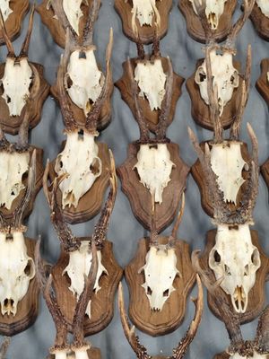de nombreux crânes de cerfs exposés sur une table