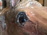 a close up of a horse head made out of paper maching