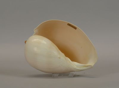 a shell shaped object on a stand on a gray surface