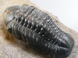 an image of a triloptus on a rock