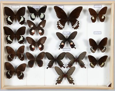de nombreux papillons disposés dans un cadre en bois