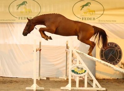 a horse that is jumping over a jump in the air