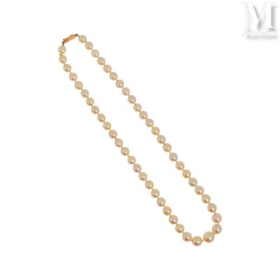 gros plan d'un collier de perles sur fond blanc