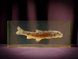 a fish in a glass tank on a purple surface