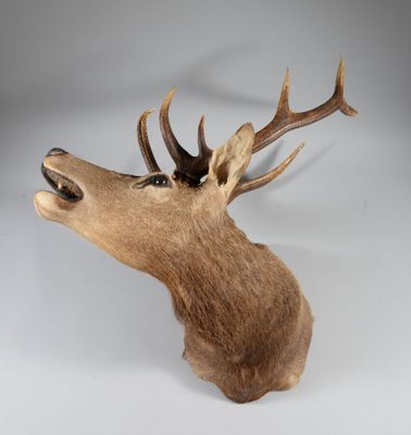 une image représentant une tête de cerf avec des bois sur fond blanc