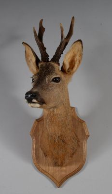 une tête de cerf fixée au mur d'une pièce
