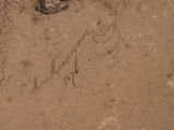 an image of a drawing of a horse ' s eye with the words ' i love you ' written on it