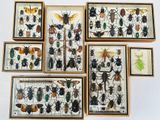 de nombreux insectes dans une vitrine accrochée au mur