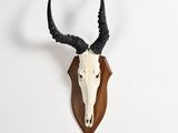 une tête d'antilope empaillée, accrochée au mur, avec ses cornes