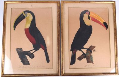 deux photos encadrées représentant un toucan et un toucan perché sur une branche d'arbre