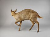 a small deer that is standing on a white surface